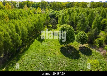 Top-down-Blick auf einen immergrünen Wald im Frühsommer mit einem Feldweg. An den äußeren Rändern der Bäume ist neues Wachstum sichtbar Stockfoto