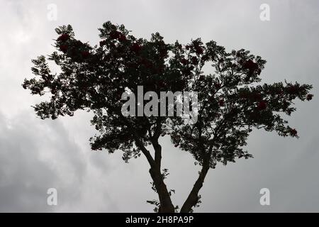 Blick von der Seite auf die dunklen Silhouetten zweier Bäume vor einem grau bewölkten Hintergrund Stockfoto