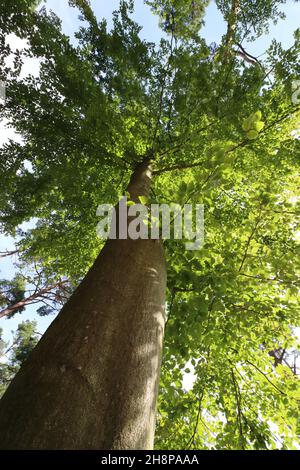 Blick von unten auf eine hohe Buche mit üppig grünem Laub und selektivem Fokus auf den Stamm Stockfoto