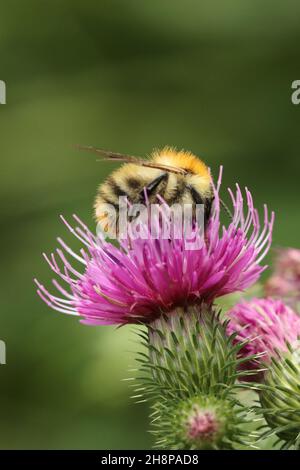 Eine kleine Hummel sucht auf dem Blütenkopf einer purpurnen Distel nach Nektar, Kopierraum Stockfoto