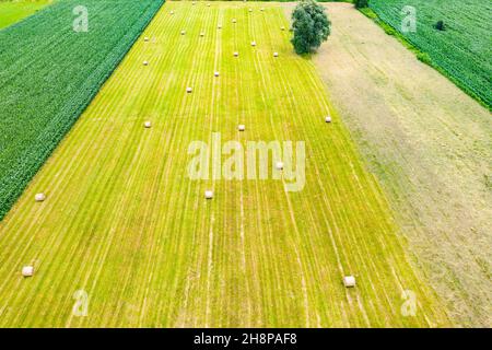 Luftaufnahme von oben Foto von fliegenden Drohne eines Landes mit gesät grünen Feldern in der Landschaft im Frühling Tag. Land mit gewachsenen Pflanzen von Paddy Stockfoto