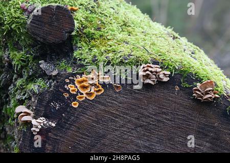 Panellus stipticus, bekannt als die Bitterauster, und Stereum hirsutum, bekannt als falscher putenschwanz, wilde Pilze, die auf Eichenholz wachsen Stockfoto