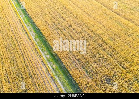 Luftaufnahme von fliegenden Drohne einer schönen Naturlandschaft mit wachsenden gesund. Schöne Landschaft mit Bauernhof. Stockfoto