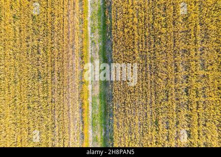 Luftaufnahme von fliegenden Drohne einer schönen Naturlandschaft mit wachsenden gesund. Schöne Landschaft mit Bauernhof. Stockfoto