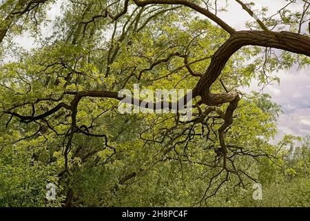 Zweige mit sonnigen Frühlingsblättern einer Eiche im Park, mit Wanderweg und Weidenbäumen im Hintergrund im Bourgoyen Naturschutzgebiet, Gent, Stockfoto