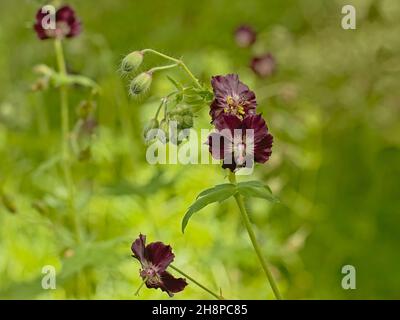 Grüne Knospen und dunkelviolette Blüten einer düsteren Kranzschnabel-Pflanze im Gaden, selektiver Fokus auf einem grünen Bokeh-Hintergrund Stockfoto