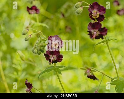 Grüne Knospen und dunkelviolette Blüten einer düsteren Kranzschnabel-Pflanze im Gaden, selektiver Fokus auf einem grünen Bokeh-Hintergrund Stockfoto