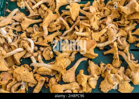 Haufen Pfifferlinge Pilze auf dem Straßenmarkt zu verkaufen, in hellem Falllicht in Stuttgart, Deutschland geschossen Stockfoto