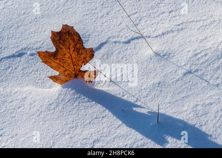Eichenblatt im Schnee, Greater Sudbury, Ontario, Kanada Stockfoto