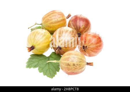 Registrierte Stachelbeeren auf weißem Hintergrund Stachelbeere, Frucht, grün, rot, Blatt, Frisch, Stachelbeere, Obst, Blätter Stockfoto