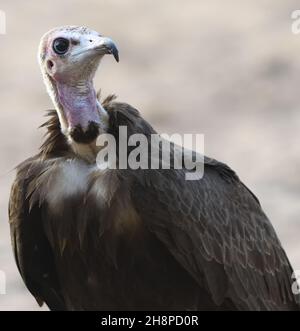 Ein Kapuzengeier (Necrosyrtes monachus) kommt zum Kartong Bird Observatory, um zu trinken. Kartong, Republik Gambia. Stockfoto