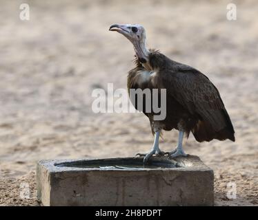 Ein Kapuzengeier (Necrosyrtes monachus) kommt zum Kartong Bird Observatory, um zu trinken. Kartong, Republik Gambia. Stockfoto