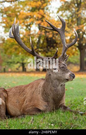 Red Deer Stag im Wollaton Park, Nottingham Nottinghamshire, England Stockfoto