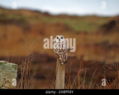 Die Kurzohreule (ASIO flammeus) blickt fast direkt hinter die Wache, während sie typischerweise auf dem Fencepost thront, während sie Wühlmäuse auf dem Festland, Orkney, Schottland, Großbritannien, jagt Stockfoto