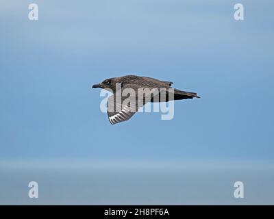 Great Skua oder Bonxie (Stercorarius skua) im Flug - großer brauner, aggressiver Raubvögel, stiehlt Fisch und verschnaufte Auks - Orkney, Schottland, Großbritannien Stockfoto