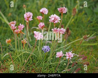 Mischung aus rosa Blüten von Sea Thrift (Armeria maritima) und blauem Spring Squill, (Scilla verna) auf grasbewachsenen Klippen von Mainland Orkney, Schottland, Großbritannien Stockfoto