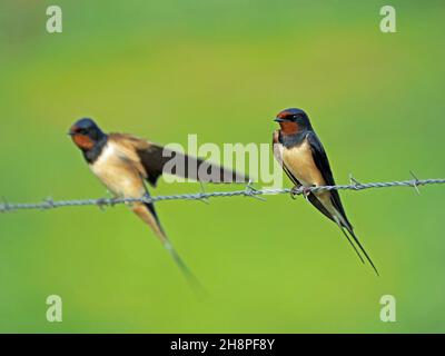 2 smarte Erwachsene Scheune Schwalben (Hirundo rustica) auf Stacheldraht (eine Strecke Flügel) - Augenhöhe - schlichter grüner Hintergrund - Orkney, Schottland, UK Stockfoto