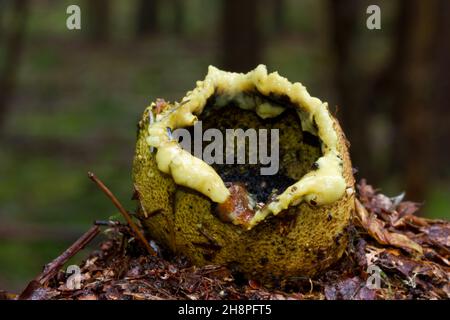 Nahaufnahme eines verfaulenden, nassen Erdballs, auch bekannt als Schweinsleder-Giftpuffball Stockfoto