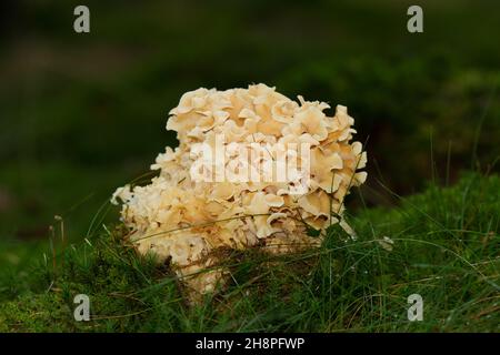 Blumenkohlpilz, Sparassis crispa, seine Lappen ähneln Lasagne Nudeln Stockfoto