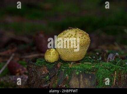 Zwei gewöhnliche Erdbälle, ein großer und ein kleiner, auch bekannt als Schweinsleder-Giftpuffball, auf einem Stamm eines Pinienhains, der mit Moos in einem dunklen Wald angebaut wird Stockfoto