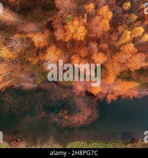 Blick von oben auf den Fluss und den gelben Birkenwald. Helles Herbstbild, quadratische Komposition Stockfoto