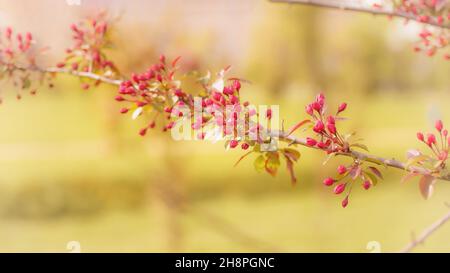 Dogwood-Zweig mit roten Blütenknospen Nahaufnahme mit selektivem Fokus. Auf unschärfem grünen Hintergrund Stockfoto