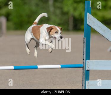 Jack Russell Terrier springt in einem Agility-Wettbewerb über eine Agility-Hürde Stockfoto