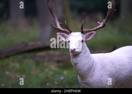 Porträt eines weißen Albino-Damhirsches (Dama dama, damwild). Das Tier steht auf einer grünen Wiese im Wald. Prachtvoller Geweihter. Geringe Tiefe von Stockfoto