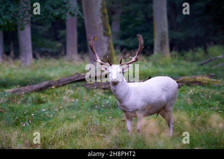 1 weiße Albino-Damhirsche (Dama dama, damwild). Das Tier steht auf einer grünen Wiese im Wald zwischen den Bäumen. Seitenansicht. Wildtiere. Stockfoto