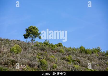 Einzelner Baum auf einem Hügel Stockfoto