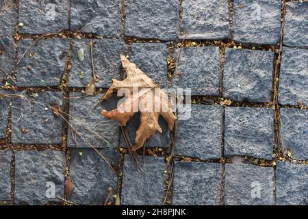 Draufsicht auf ein getrocknetes Blatt auf dem Kopfsteinpflaster, Herbstkonzept, selektiver Fokus. Stockfoto