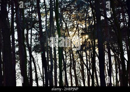 Die untergehende Sonne scheint an einem frostigen Wintertag durch die einzelnen Bäume am Waldrand. Winter. Stockfoto