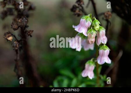 Azorina vidalii endemische Pflanze auf den Azoren, Corvo Insel, Portugal, Europa Stockfoto