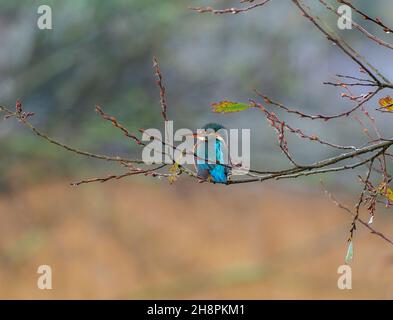 Eisvögel auf Barsch, Angeln, Teifi Marshes, Cardigan, Wales Stockfoto
