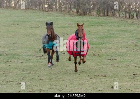 Zwei Pferde galoppieren. Beide tragen Pferdejacken. Stockfoto