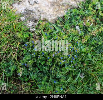 Wall Speedwell, Corn Speedwell, Common Speedwell, Rock Speedwell, Field Speedwell, (Veronica arvensis), England, Großbritannien Stockfoto