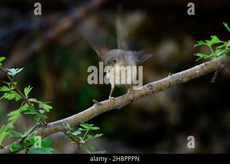 Sylvia Borin - der Waldsänger ist eine Art von Singvögeln aus der Familie der Sylviidae. Stockfoto