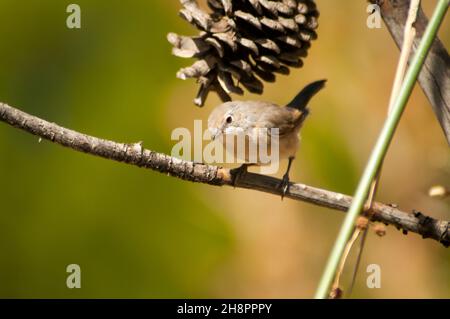 Sylvia Borin - der Waldsänger ist eine Art von Singvögeln aus der Familie der Sylviidae. Stockfoto