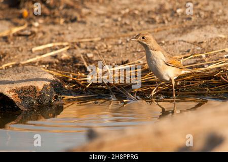 Sylvia Borin - der Waldsänger ist eine Art von Singvögeln aus der Familie der Sylviidae. Stockfoto