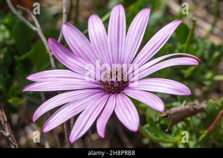 Osteospermum ecklonis, Cape Daisy, Nahaufnahme, Makro Stockfoto