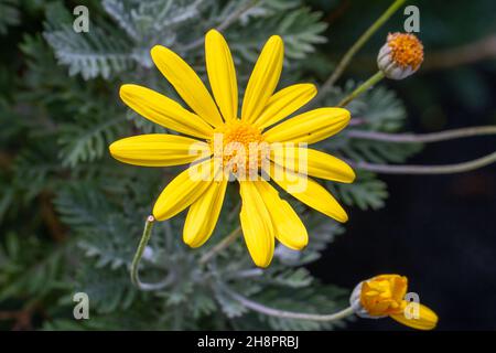 Ein einzelner gelber Euryops pectinatus, Nahaufnahme, Makro Stockfoto