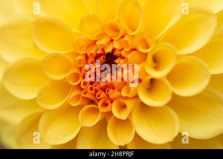 Einzelne gelbe Dahlienblume, Nahaufnahme Makro Stockfoto