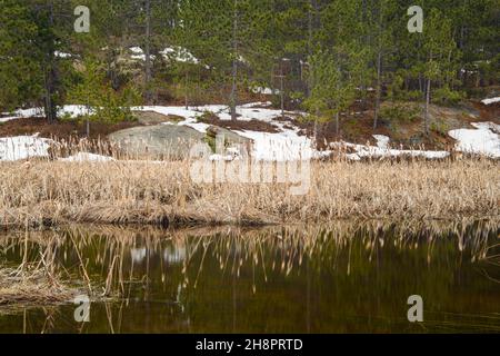 Feuchtgebiet im Frühjahr, Greater Sudbury, Ontario, Kanada Stockfoto