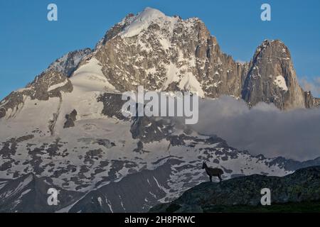 Junger Steinbock vor der Aiguille Verte bei Chamonix Stockfoto