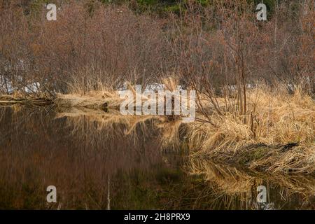 Feuchtgebiet im Frühjahr, Greater Sudbury, Ontario, Kanada Stockfoto