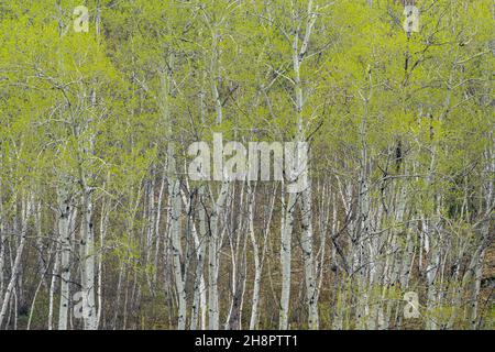 Frühlingshafte Blätter, die in Espenbäumen, Greater Sudbury, Ontario, Kanada, auftauchen Stockfoto