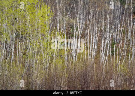 Frühlingshafte Blätter, die in Espen- und Birken-Bäumen, Greater Sudbury, Ontario, Kanada, auftauchen Stockfoto