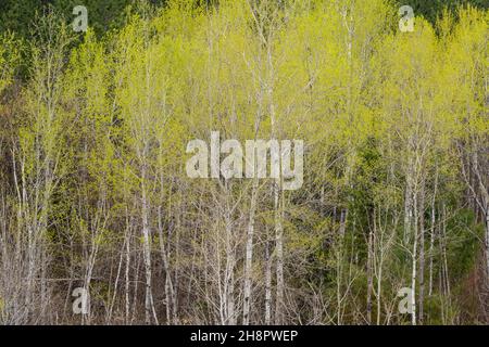 Frühlingshafte Blätter, die in Espenbäumen, Greater Sudbury, Ontario, Kanada, auftauchen Stockfoto