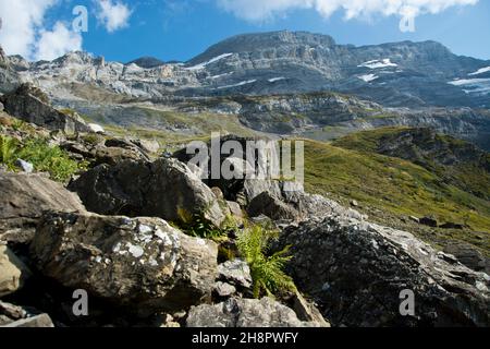 Blick in den Creux de CHAMP, ein imposanter Talkessel oberhalb von Les Diablerets in den Waadtländer Alpen, Schweiz Stockfoto