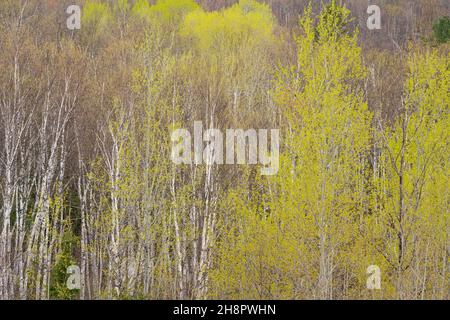 Frühlingshafte Blätter, die in Espenbäumen, Greater Sudbury, Ontario, Kanada, auftauchen Stockfoto